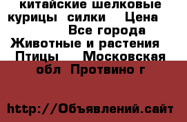 китайские шелковые курицы (силки) › Цена ­ 2 500 - Все города Животные и растения » Птицы   . Московская обл.,Протвино г.